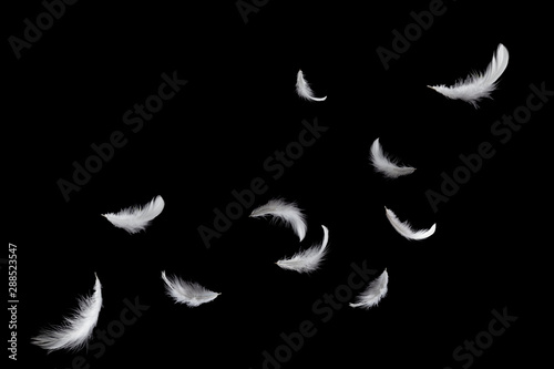 abstract, soft white feathers floating in the air, isolated on black background