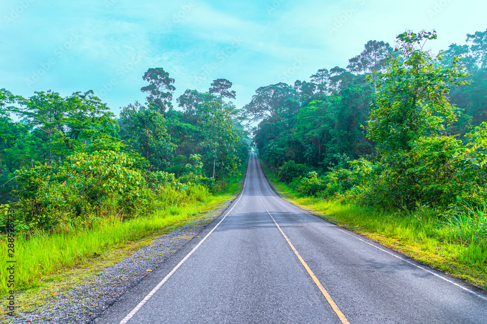 Fototapeta premium curve road in wild forest of Khao Yai National Park is the largest rainforest in Thailand. There are many waterfalls. .There are various wildlife and plant species.