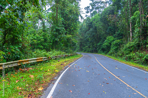 curve road in wild forest of Khao Yai National Park is the largest rainforest in Thailand. There are many waterfalls. .There are various wildlife and plant species.