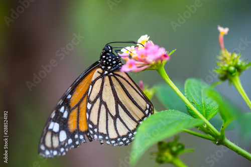 The monarch butterfly or simply monarch (Danaus plexippus) on the flower garden. © Sodel Vladyslav