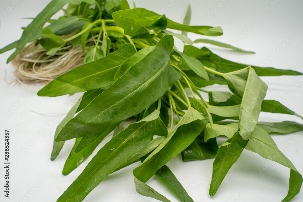 A close up background isolated shot of water spinach also known as Kangkong or Kangkung. Famous vegetable in southeast asia A close up background isolated shot of water spinach also known as Kangkong or Kangkung. Famous vegetable in southeast asia
