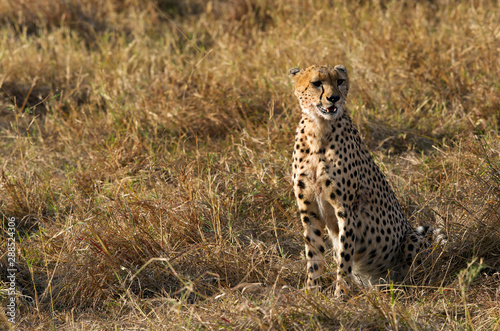 Cheetah after hunting a Thomson's Gazelle at Masai Mara, Kenya