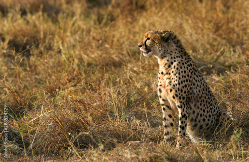 Cheetah after hunting a Thomson's Gazelle at Masai Mara, Kenya