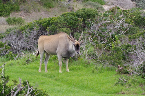 Foto Eland du Cap - Cape Eland - Taurotragus oryx