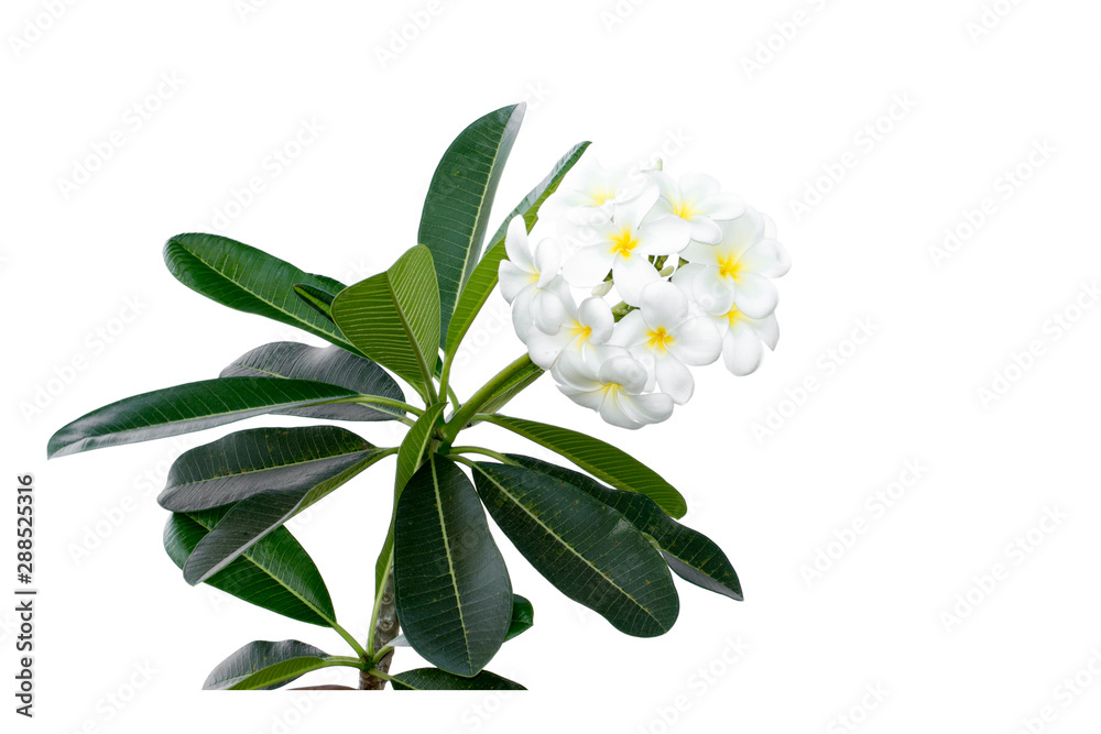 Obraz premium Plumeria Frangipani silk flowers Silk plumeria frangipani flowers isolated on white with copy space.