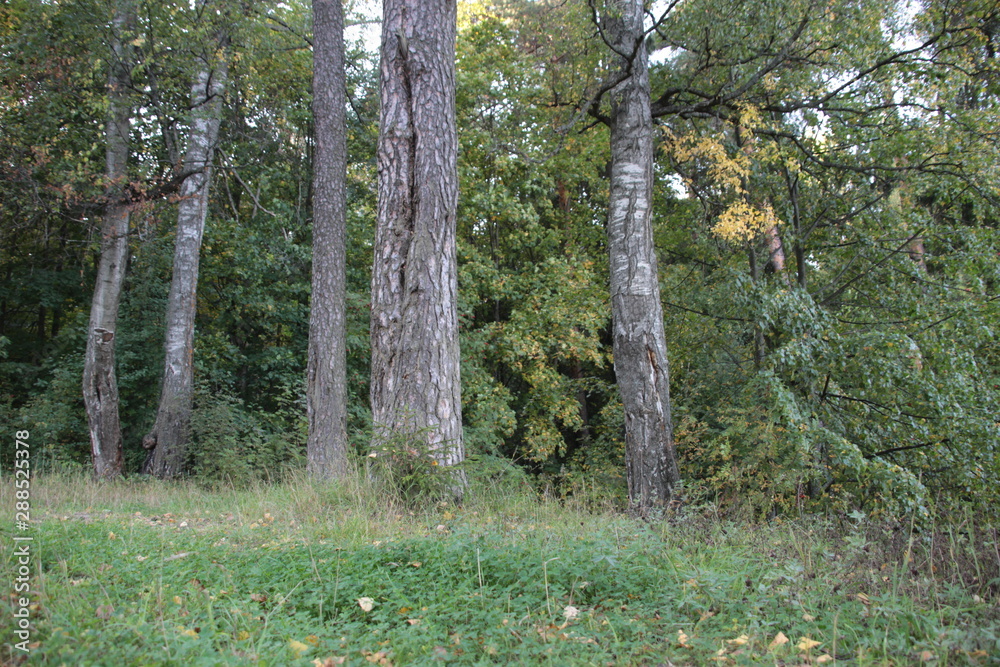 Obraz premium Trees trunks in early autumn forest with mostly green and bit yellow foliage