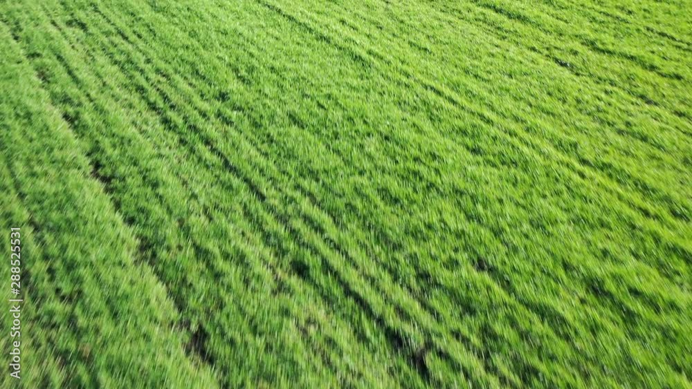Copter video of flight over winter wheat fields at early autumn time Copter video of flight over winter wheat fields at early autumn time