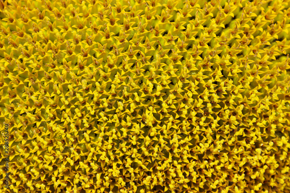 Blurred image of sunflower, close up. Abstract nature background. Yellow texture background. Blurred image of sunflower, close up. Abstract nature background. Yellow texture background.
