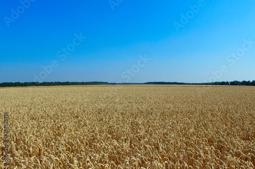 Beautiful nature background. Wheat field and blue sky background. Wonderful landscape.