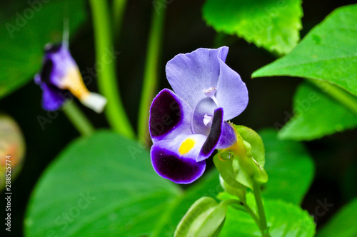 blue purple iris flower
