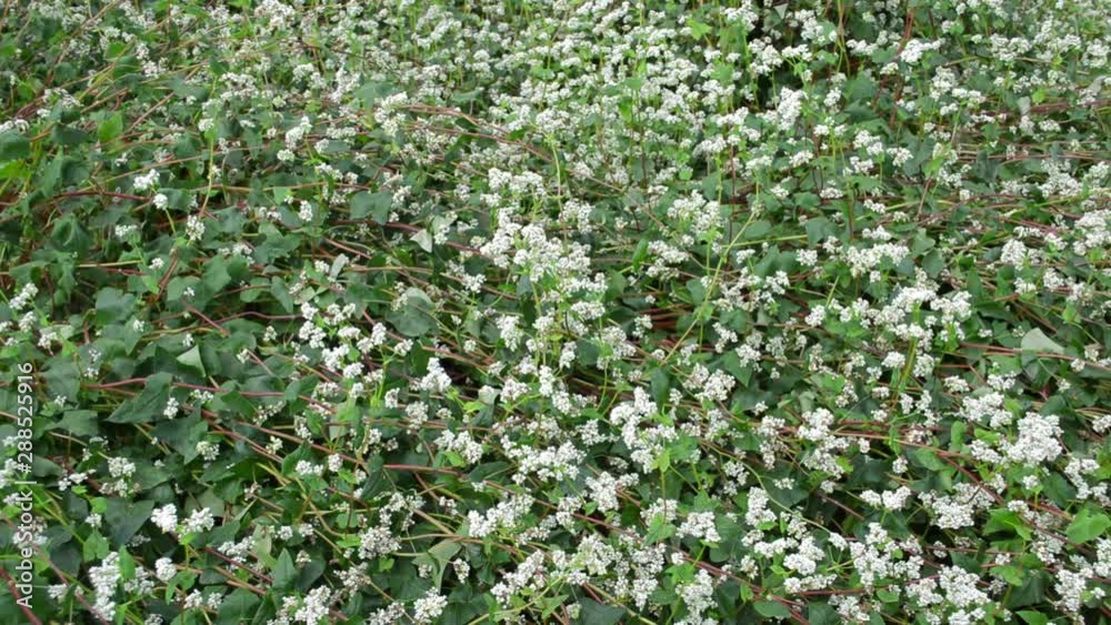 Flowers of buckwheat plant in agricultural field Flowers of buckwheat plant in agricultural field