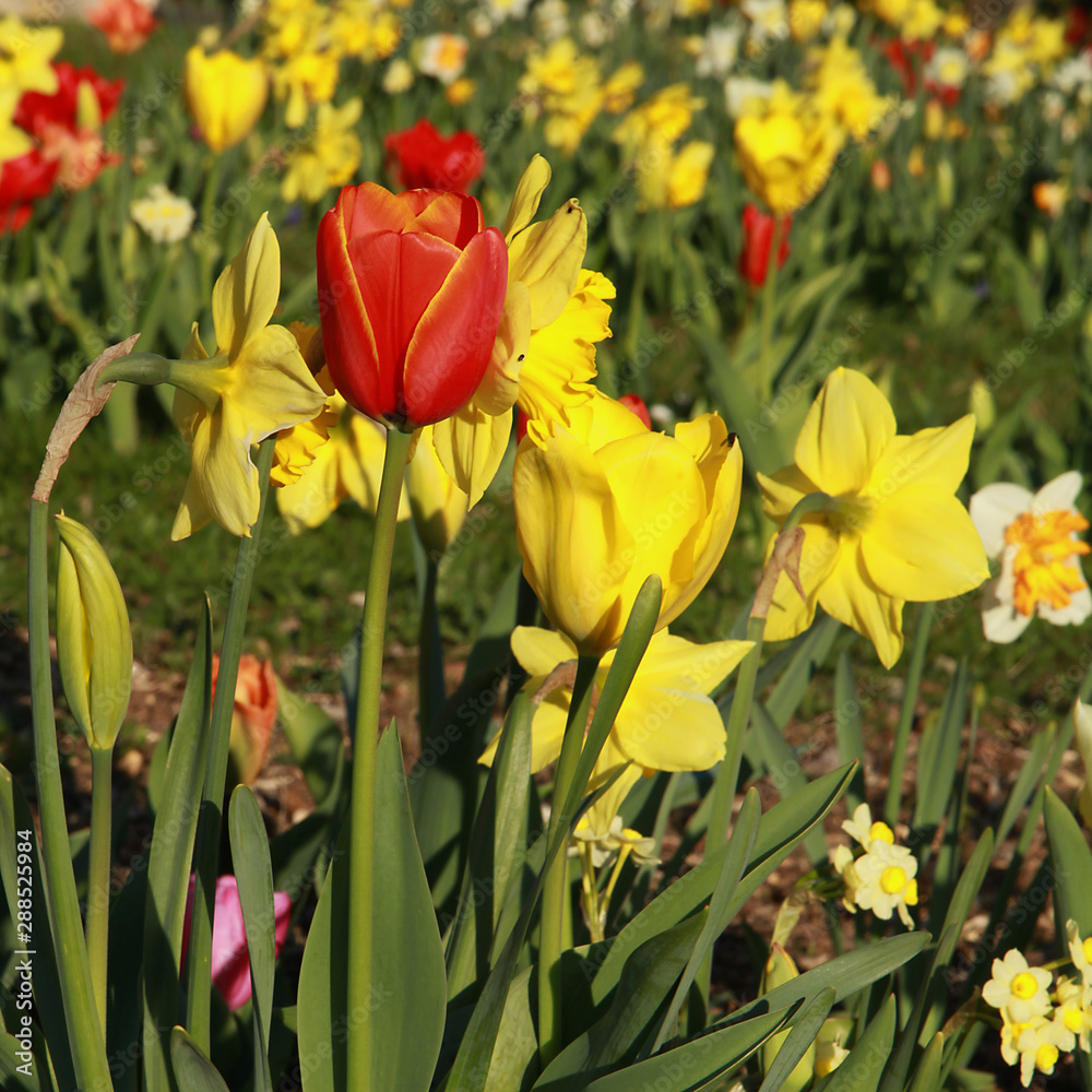 Obraz premium Tulipes et narcisses au printemps