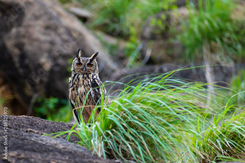 Photography Eurasian Eagle Owl picture taken in Tenkasi, Tamil Nadu in India.