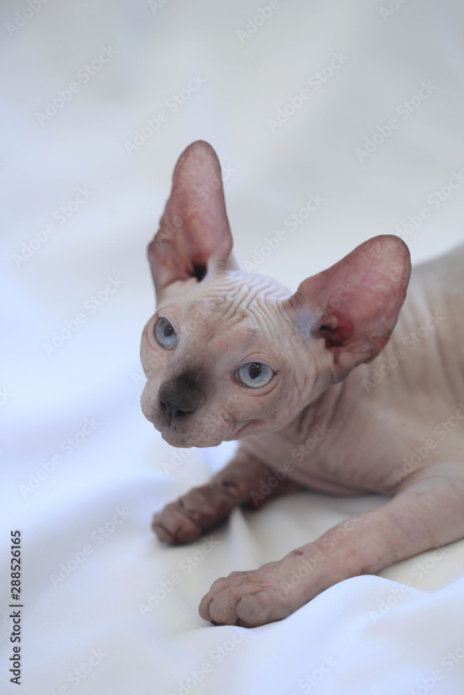 portrait of sphinx hairless cat portrait of sphinx hairless cat