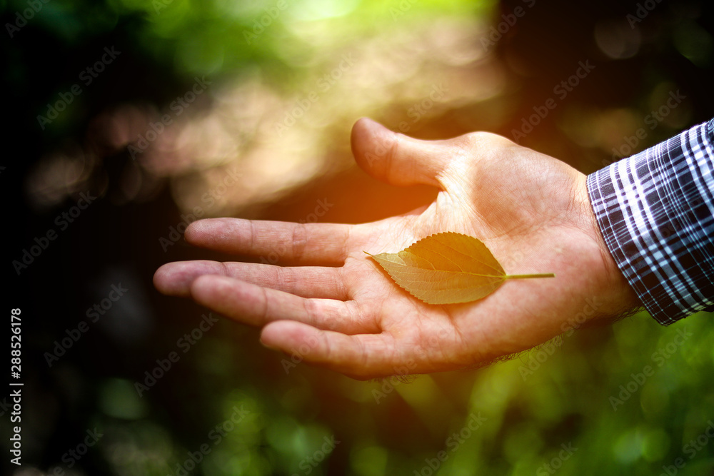 A leaf green in hand on blur leaves background.