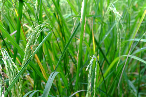 Close up of green rice in the field. Jasmine rice in Thailand. The branches of rice in the field.