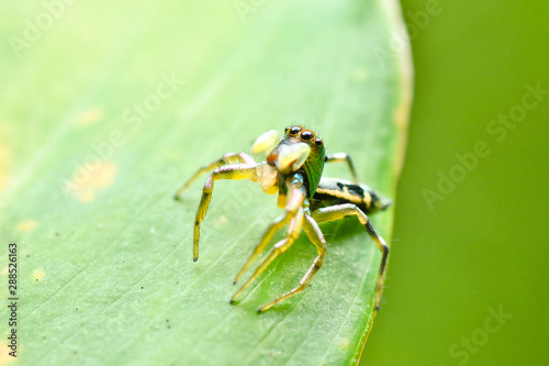 jumping spider look at the sky