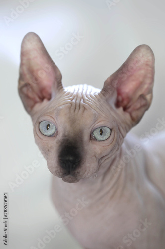 portrait of sphinx hairless cat