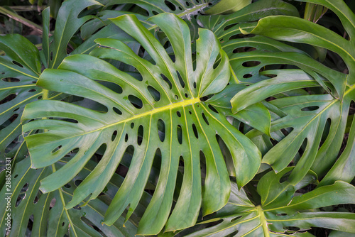 Grünpflanze Fensterblatt Monstera mit vielen Blättern photo