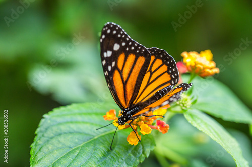 The monarch butterfly or simply monarch  Danaus plexippus  on the flower garden.
