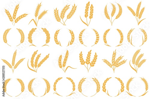Wheat or barley ears. Golden grains harvest, stalk grain wheat, corn oats and rye. Barley organic flour agriculture plant vector collection
