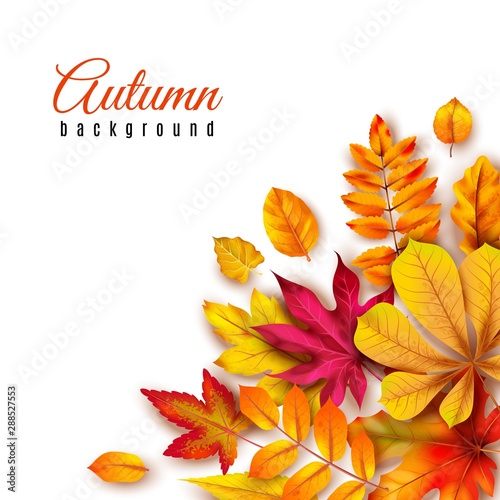 Autumn leaves background. Autumnal border with isolated yellow maple  oak and rowan foliage. Fall theme for vector template of 3d banner