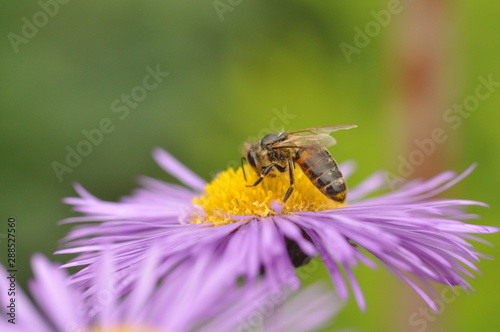 pszczoła © Roman