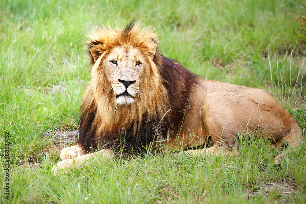 oreground photography of a South African lion surrounded by nature. oreground photography of a South African lion surrounded by nature.