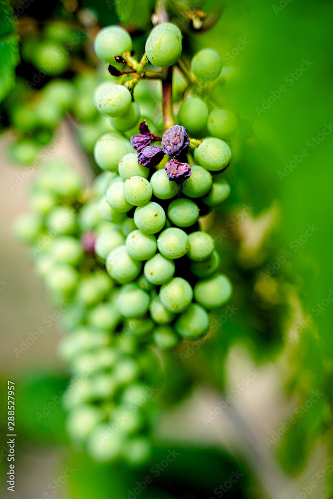 Close up of ripe white wine grape, vertical shot Close up of ripe white wine grape, vertical shot
