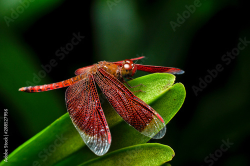 dragonfly on a leaf