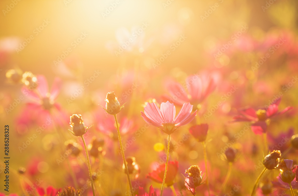 red flowers in a field at sunset background red flowers in a field at sunset background