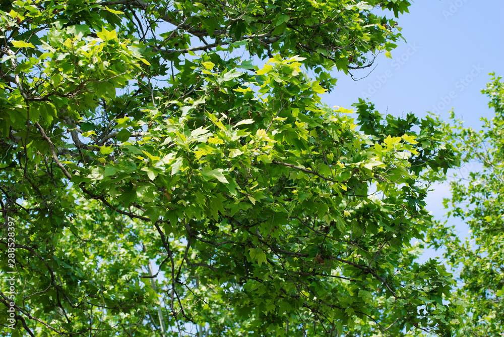 Branches of green maple with leaves with sky on the background Branches of green maple with leaves with sky on the background