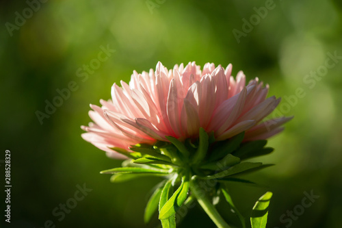 pink aster flower on green background