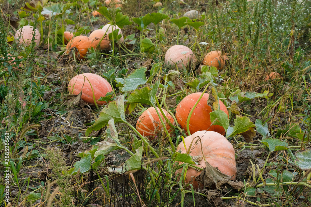 Pumpkin field in the morning. Harvesting in Ukraine.