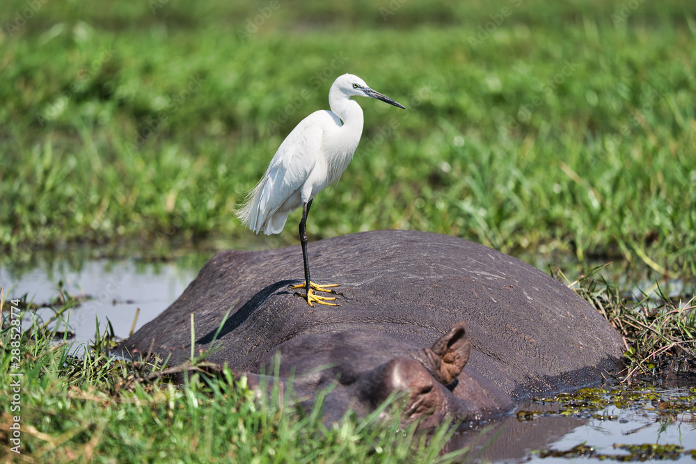 Naklejka premium White tall bird standing on Hippo, Zambezi river, Africa