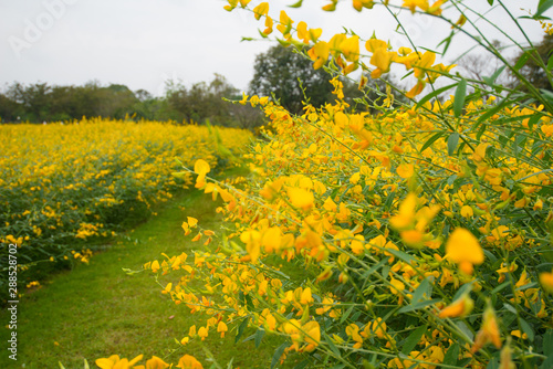 Field of Crotalaria Juncea or sunn hemp in Phutthamonthon,Nakhorn prathom photo