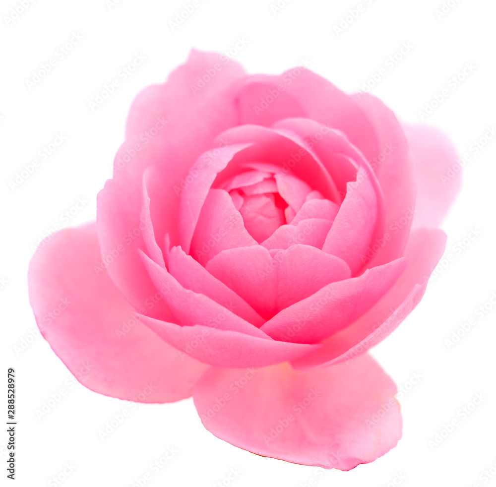 Pink rose flower. Pink rose flower.