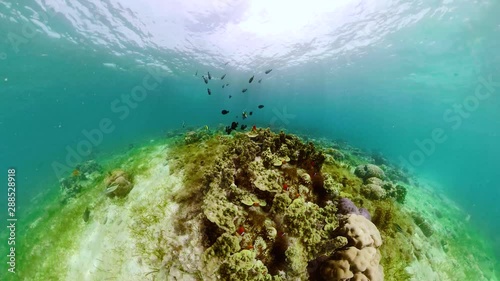Beautiful underwater landscape with tropical fishes and corals. 360 panorama. Life coral reef. Camiguin, Philippines.