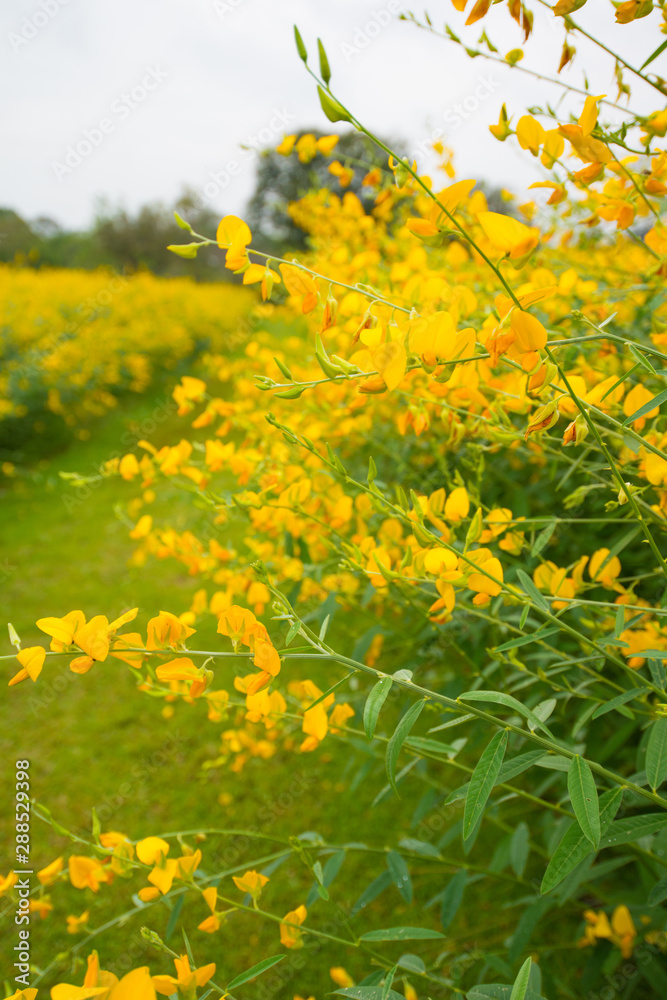 Crotalaria Juncea or sunn hemp in Phutthamonthon,Nakhorn prathom