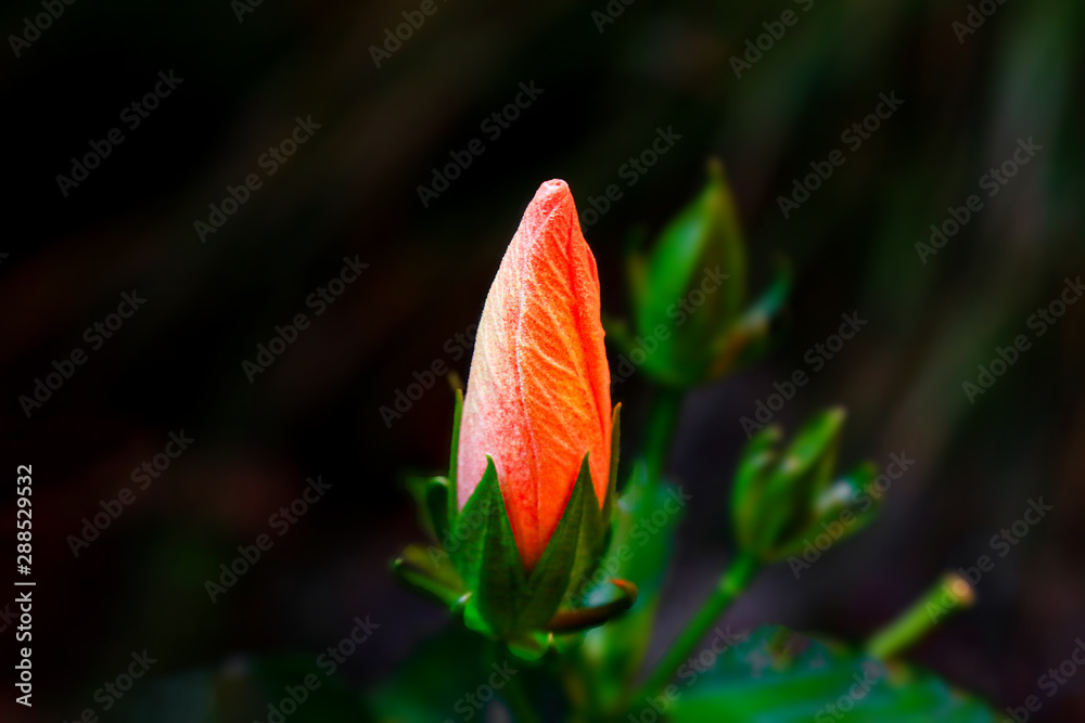 Blumen Blumen