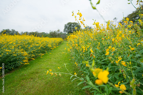 Field of Crotalaria Juncea or sunn hemp in Phutthamonthon,Nakhorn prathom photo