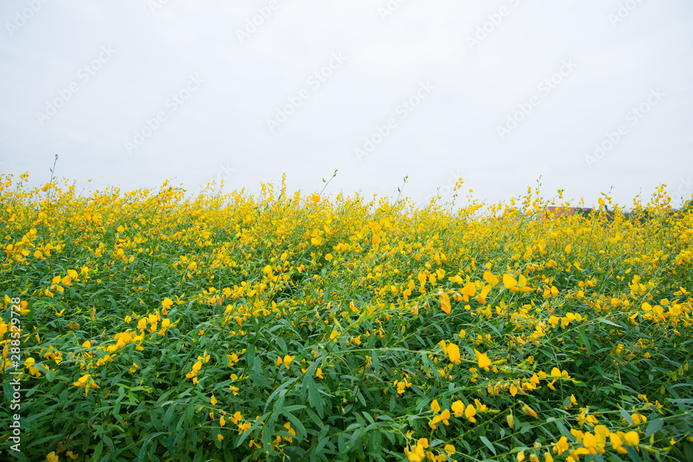Fototapeta premium Field of Crotalaria Juncea or sunn hemp in Phutthamonthon,Nakhorn prathom
