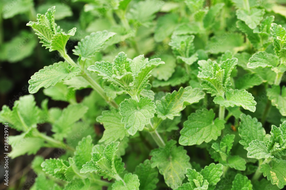 cat mint cat mint