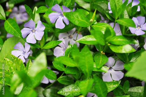 flowers in the garden