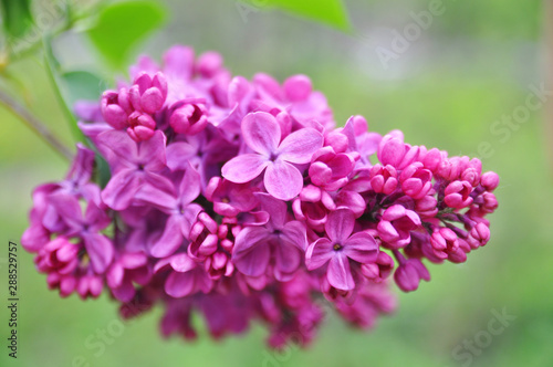 lilac in the spring garden