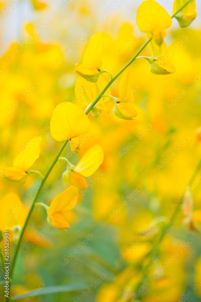 Crotalaria Juncea or sunn hemp in Phutthamonthon,Nakhorn prathom Crotalaria Juncea or sunn hemp in Phutthamonthon,Nakhorn prathom