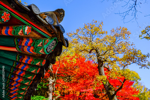 Colorful autumn in South Korea.
