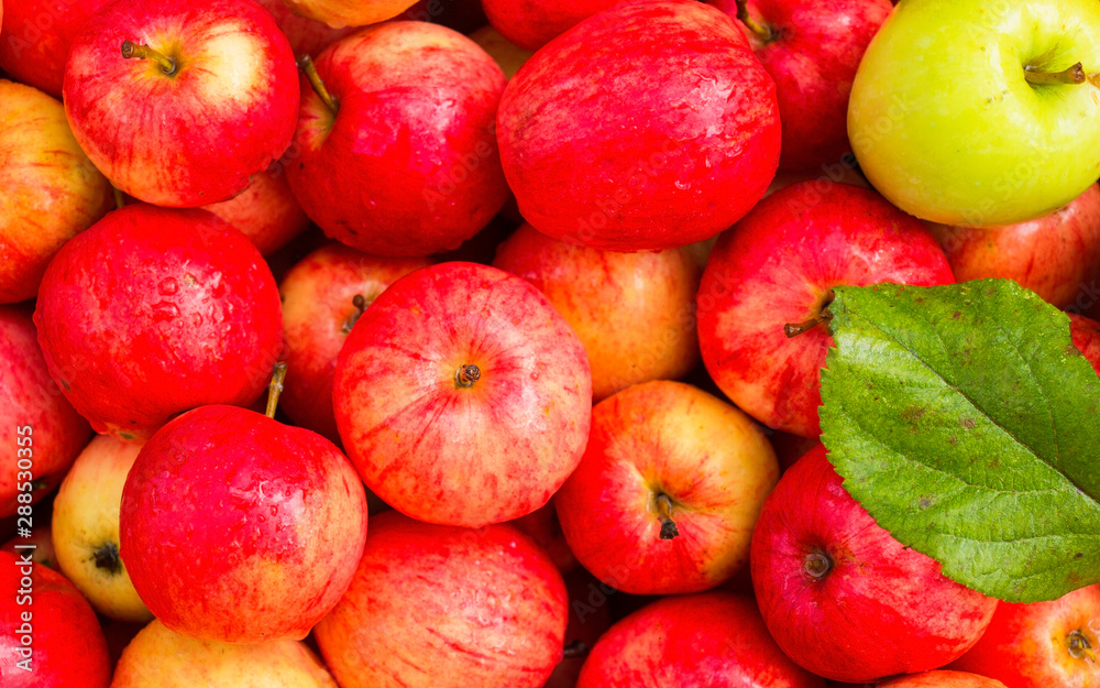 apples, apple crop apples, apple crop
