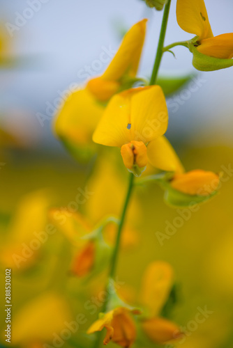 Crotalaria Juncea or sunn hemp in Phutthamonthon,Nakhorn prathom photo