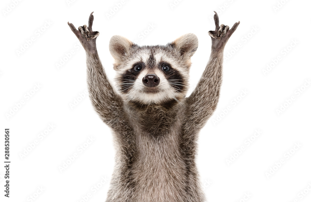 Fényképezés Funny cute raccoon showing a rock gesture isolated on white  background - az Europosters.hu